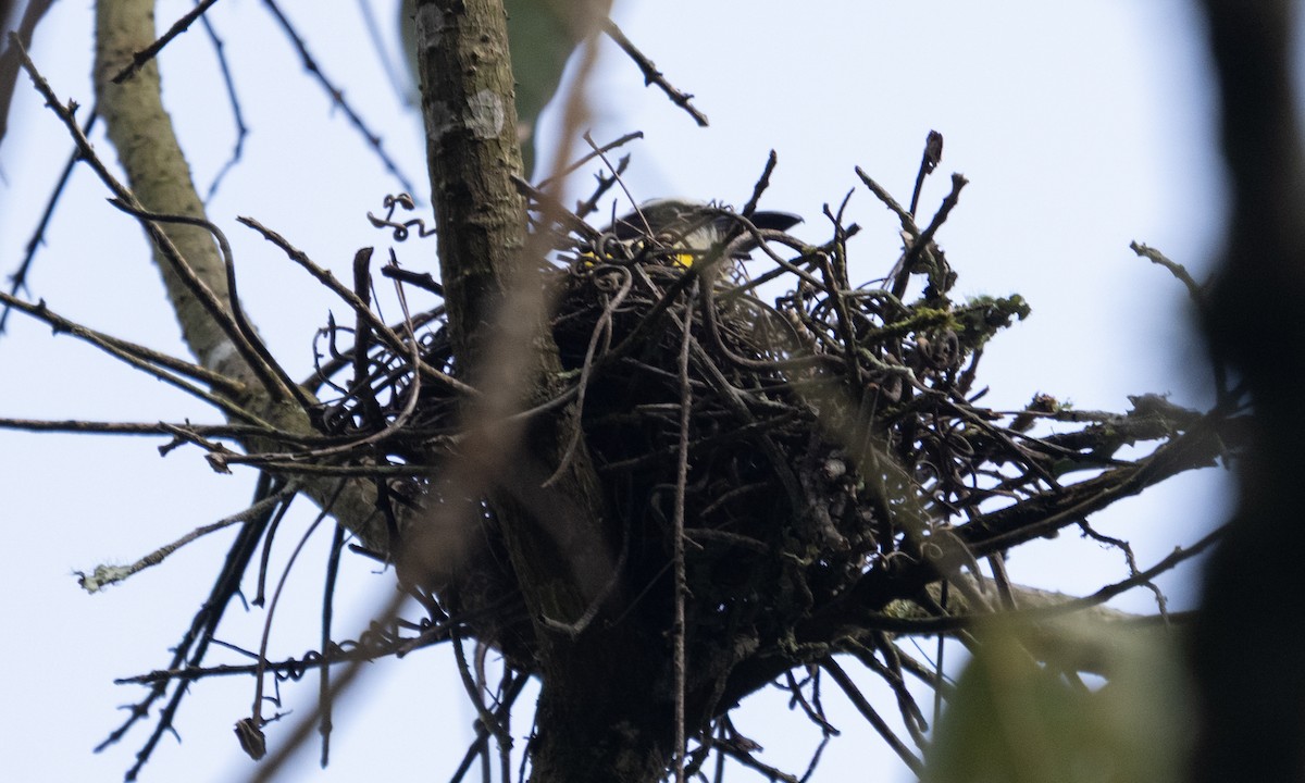 Boat-billed Flycatcher - ML645973534