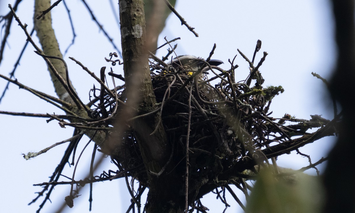Boat-billed Flycatcher - ML645973535