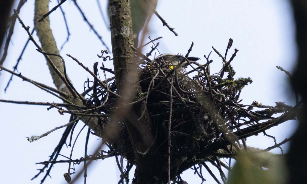 Boat-billed Flycatcher - ML645973536