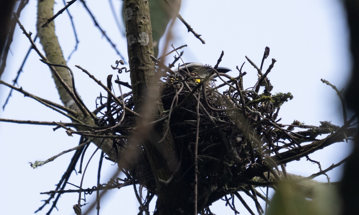 Boat-billed Flycatcher - ML645973537