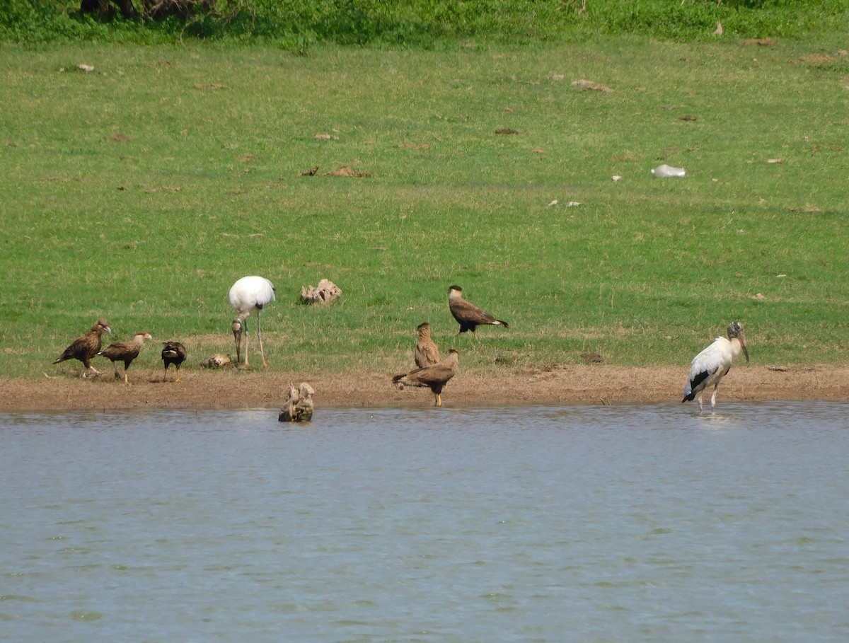 Wood Stork - ML645973541