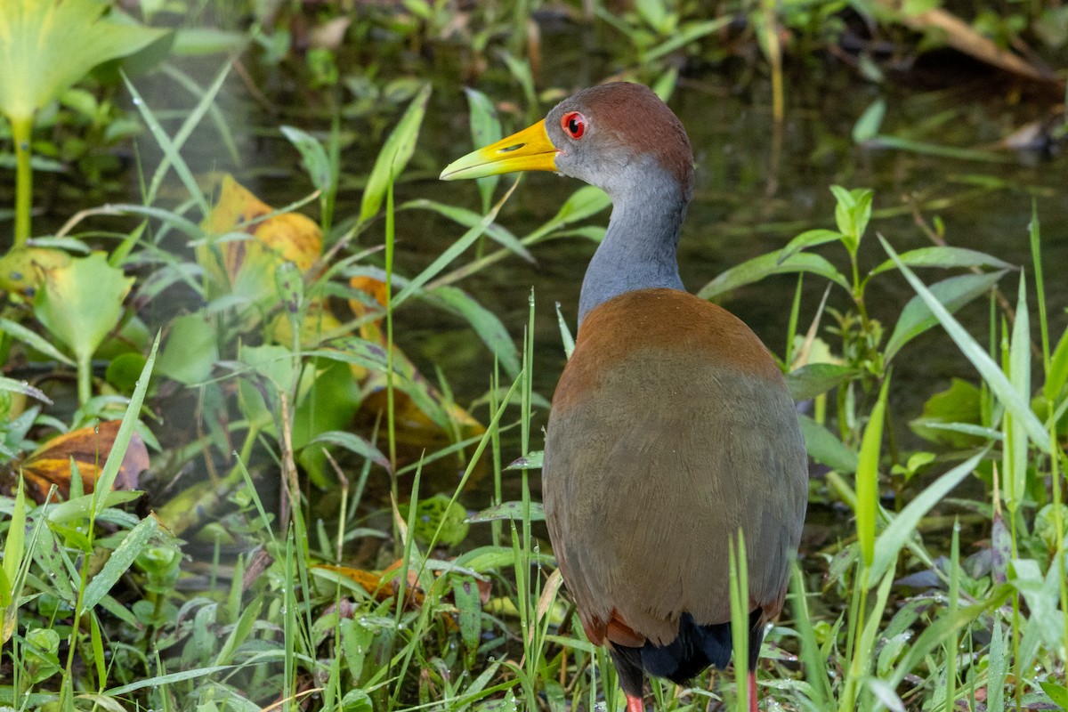 Russet-naped Wood-Rail - ML645973543