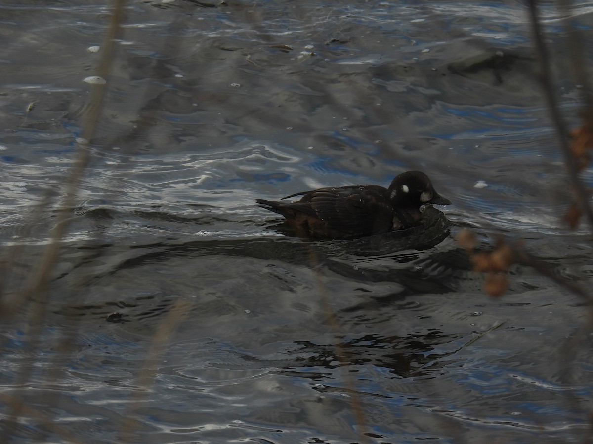 Harlequin Duck - ML645973546