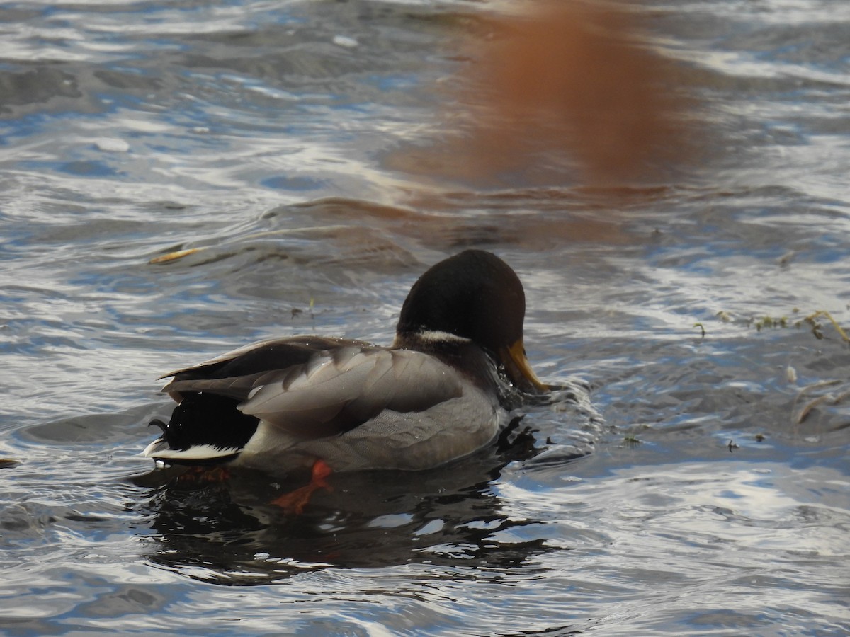 Mallard - ML645973552