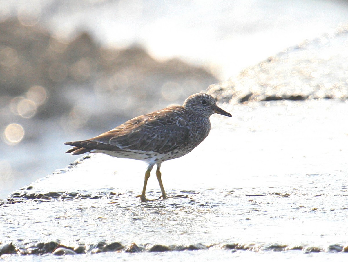 Gischtläufer - ML645973555