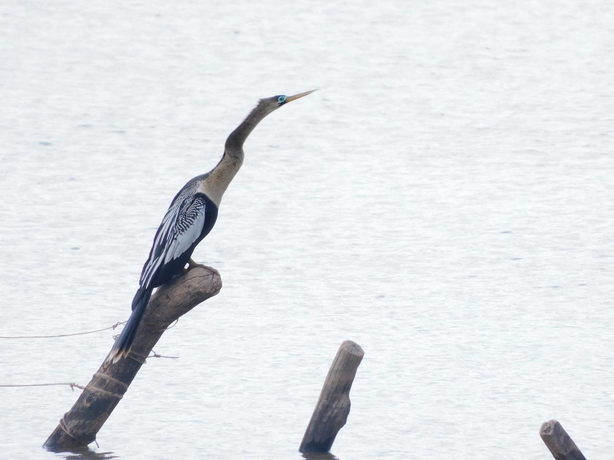 Anhinga - ML645973557