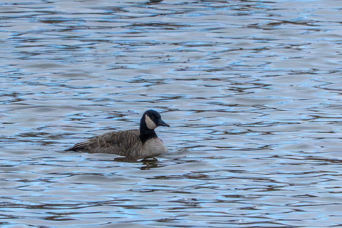 Canada Goose - ML645973578