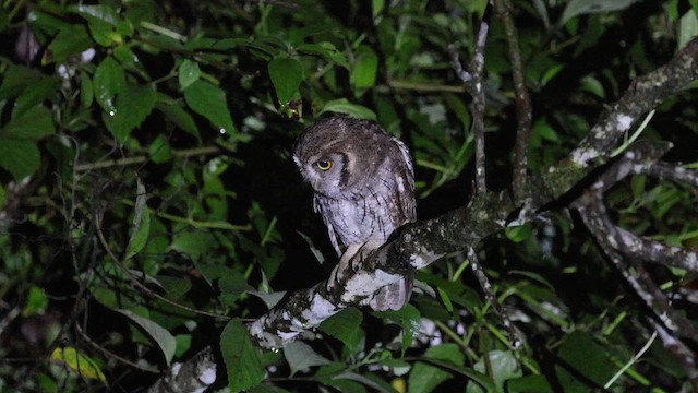 Tropical Screech-Owl - ML645973585
