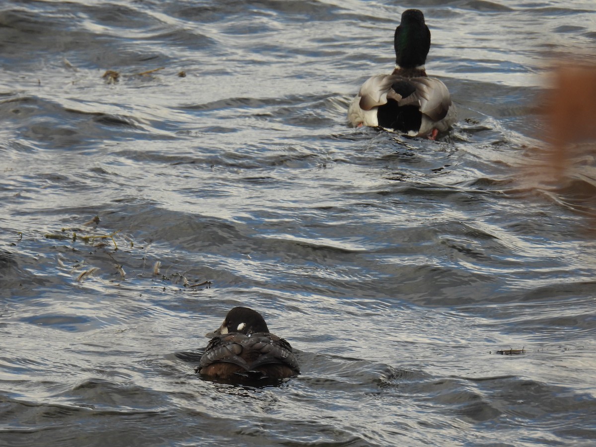 Harlequin Duck - ML645973586
