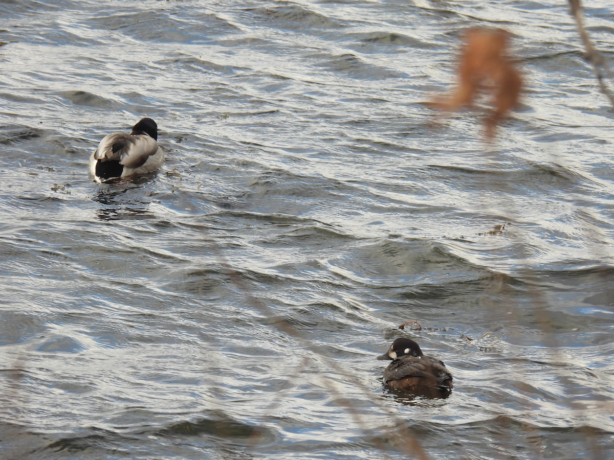 Harlequin Duck - ML645973587