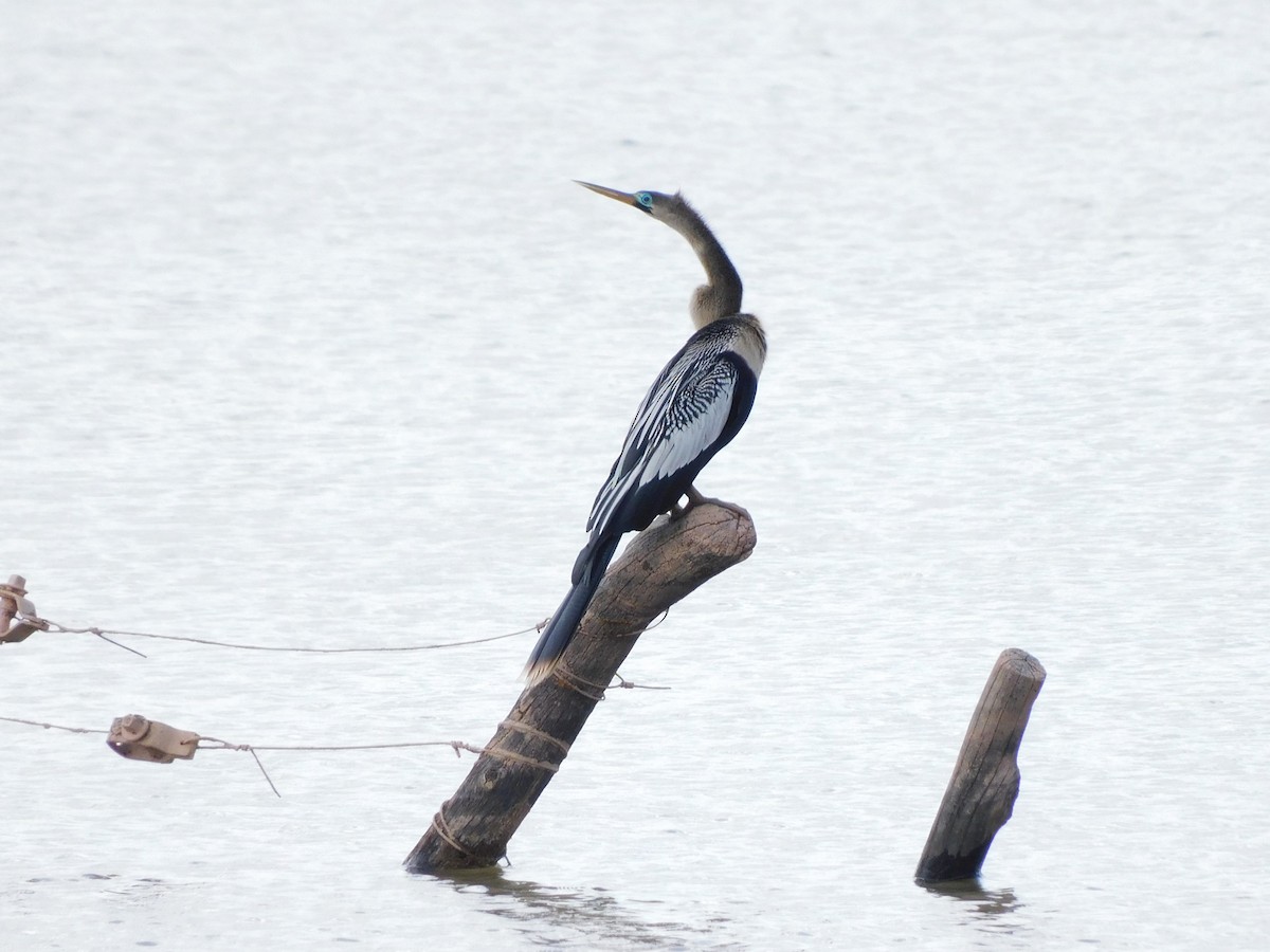 Anhinga - ML645973597