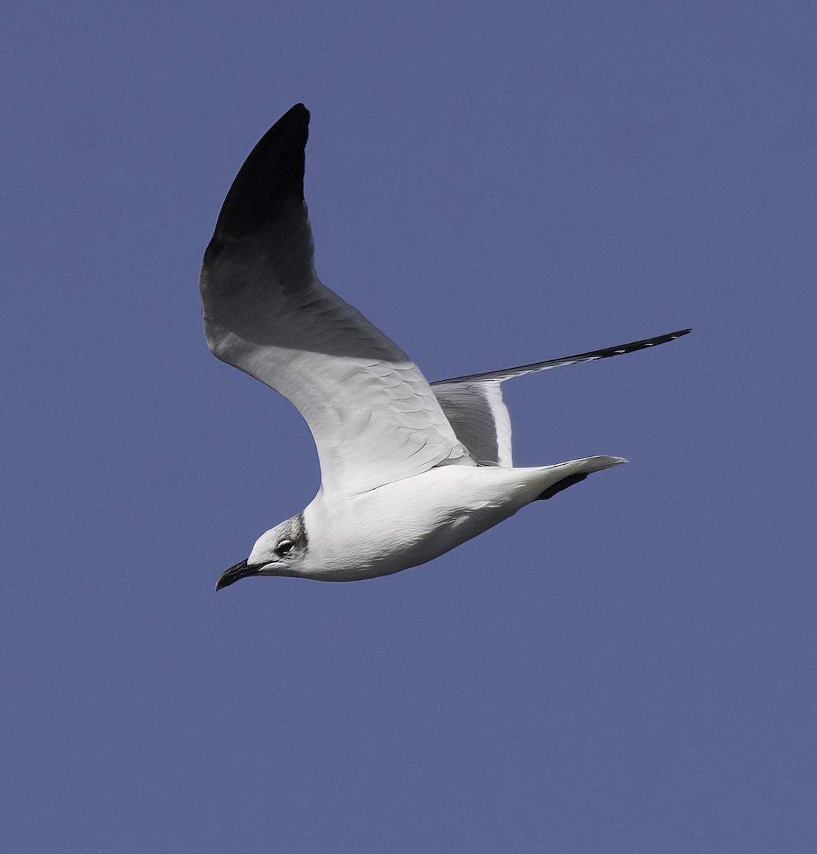 Ацтекская чайка - ML645973604