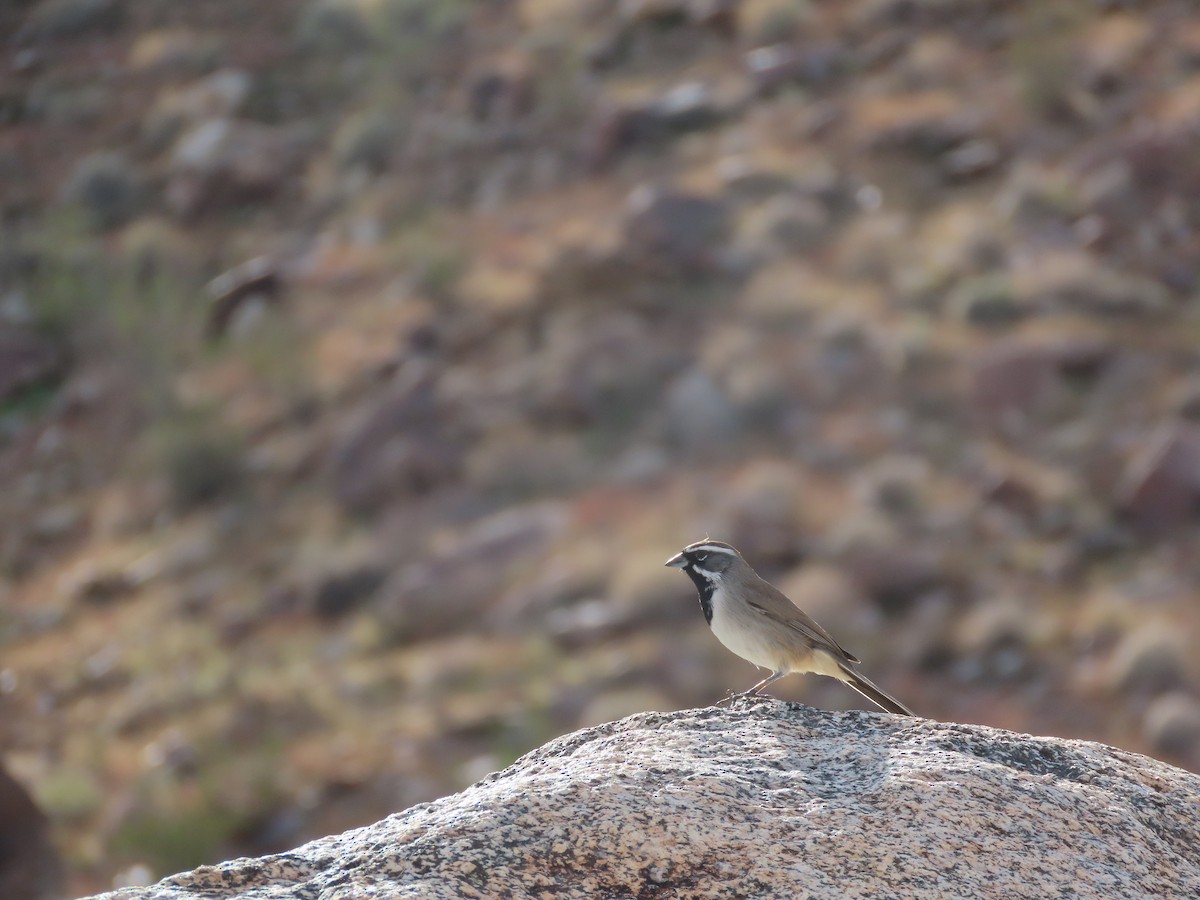 Black-throated Sparrow - ML645973606