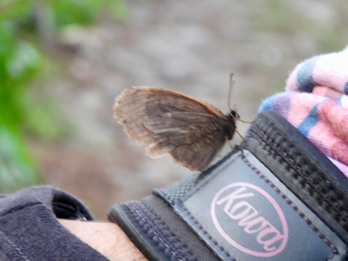 Black Hairstreak - ML645973607