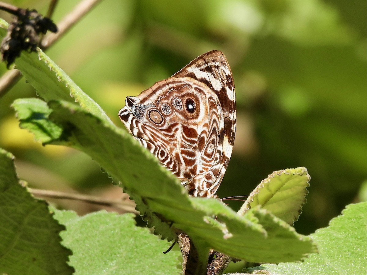 Blomfild's Beauty - ML645973608