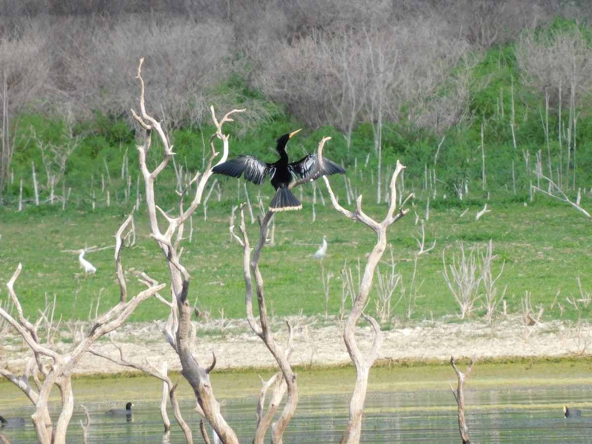 Anhinga - ML645973610