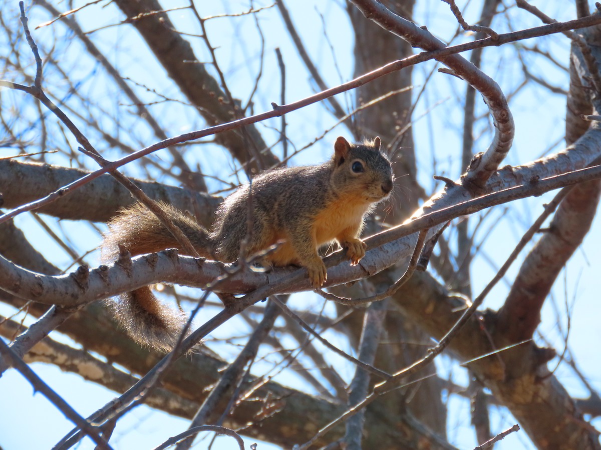 Animals - ML645973612