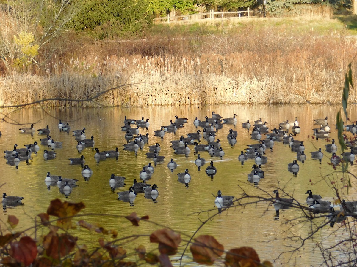 Canada Goose - ML645973615