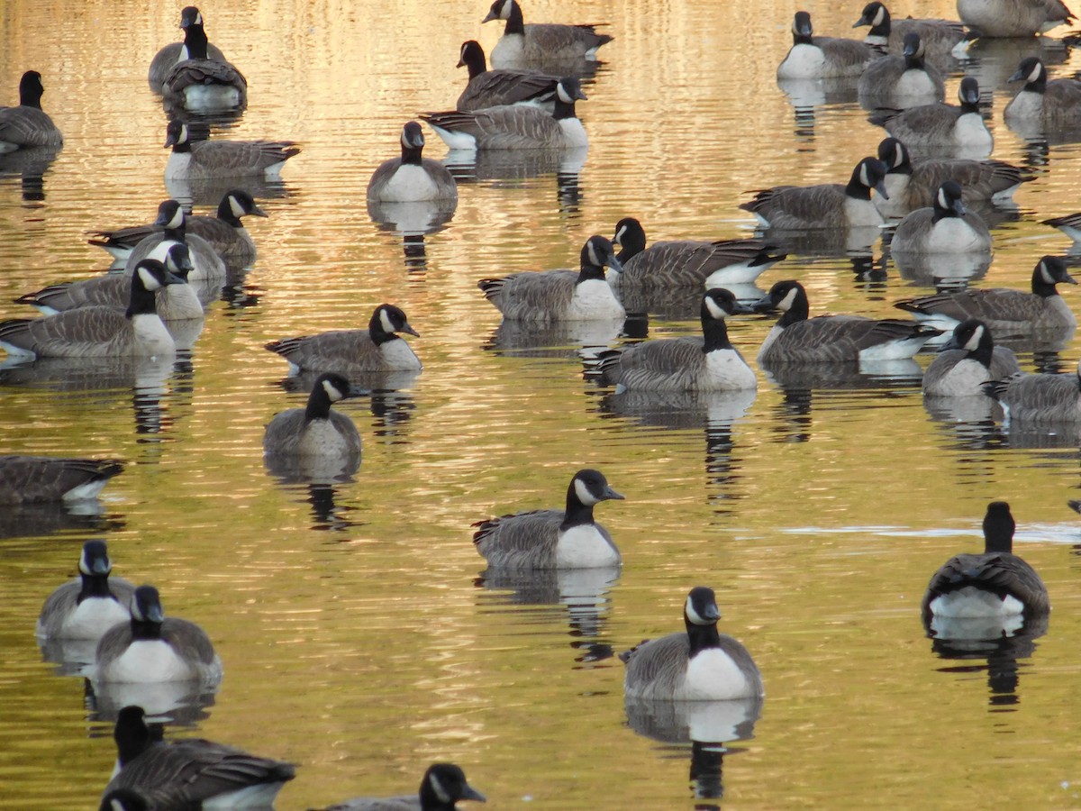 Canada Goose - ML645973616