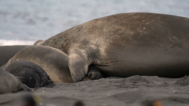 Southern Elephant Seal - ML645973630