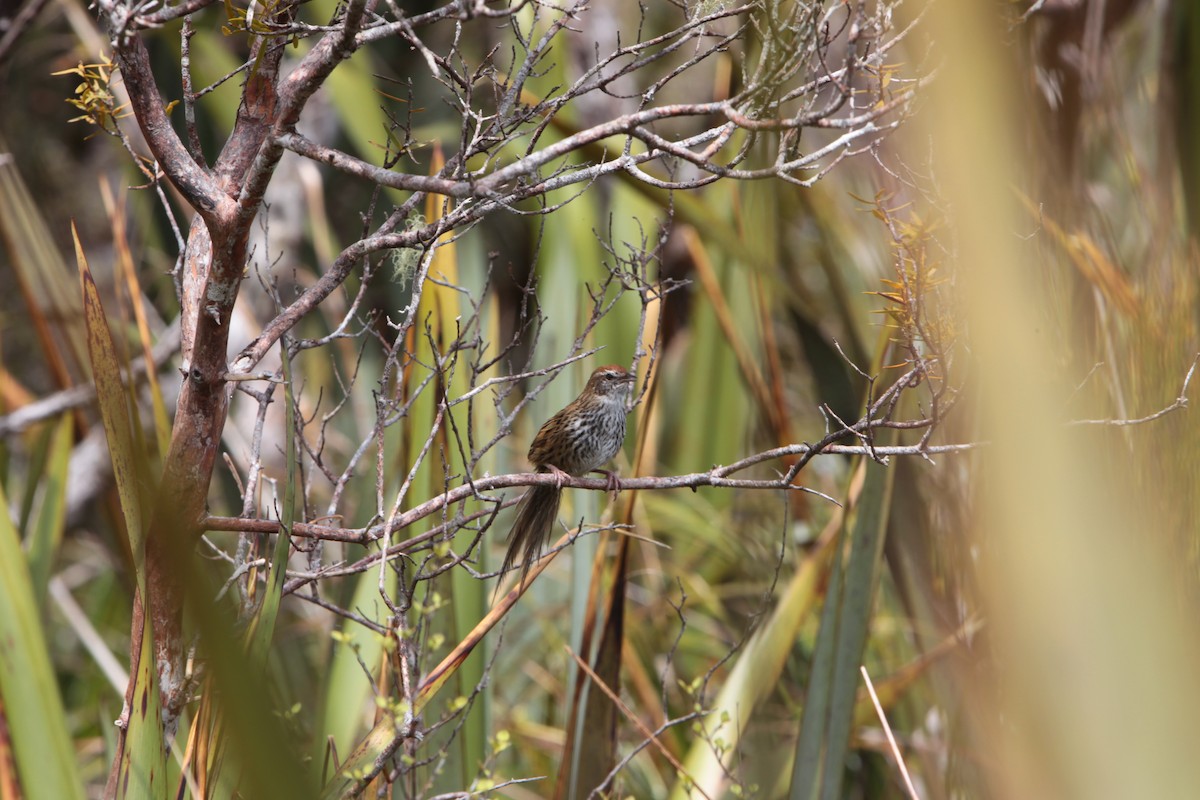 New Zealand Fernbird - ML645973643