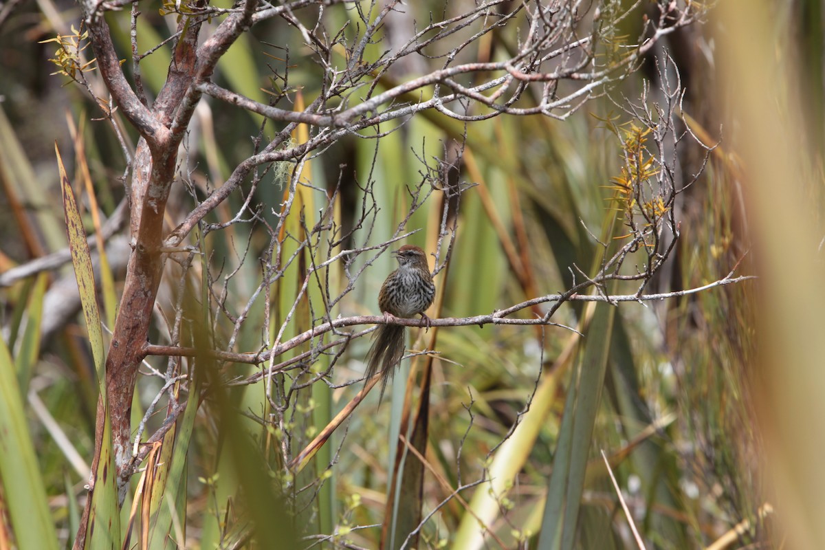 New Zealand Fernbird - ML645973644