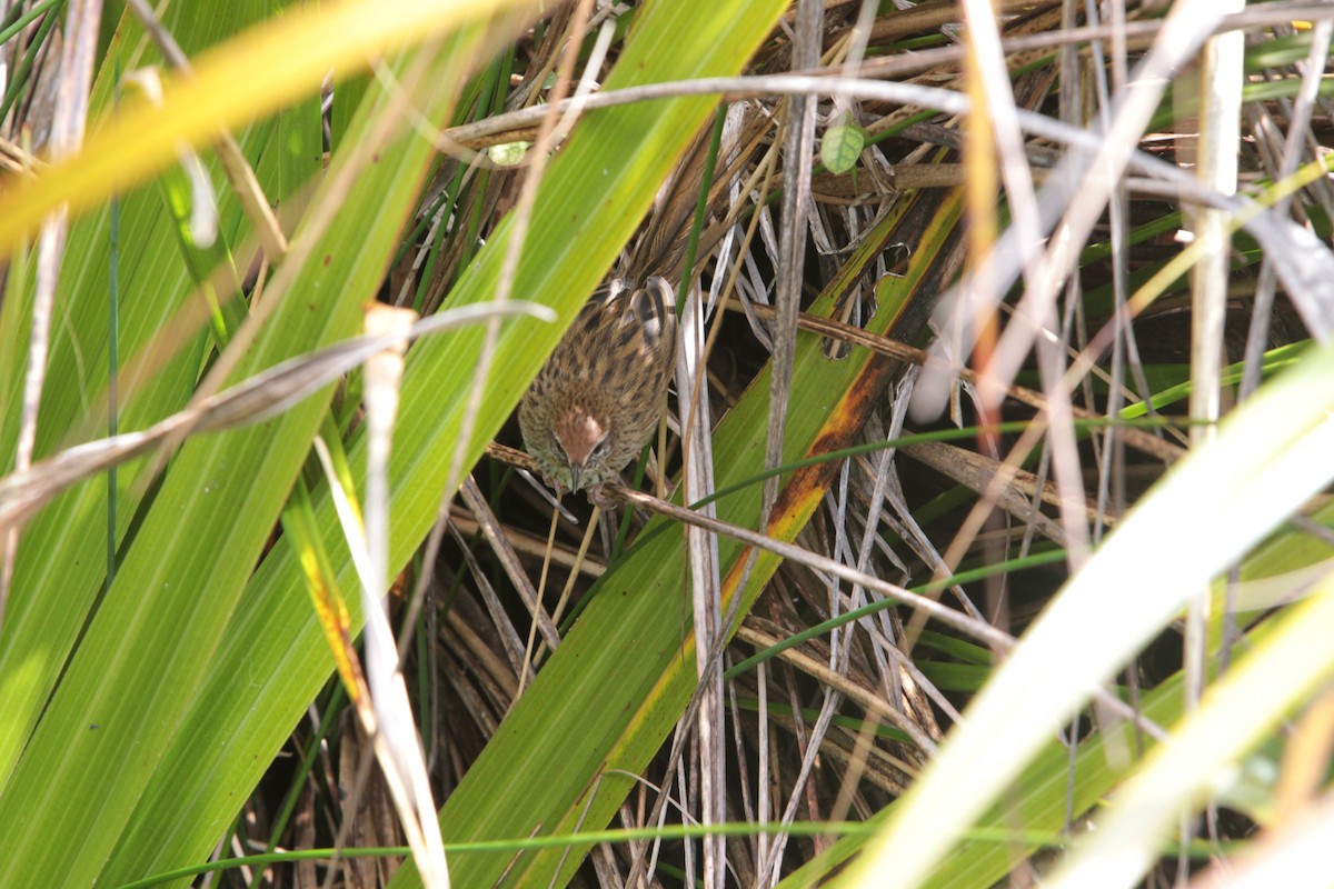 New Zealand Fernbird - ML645973645