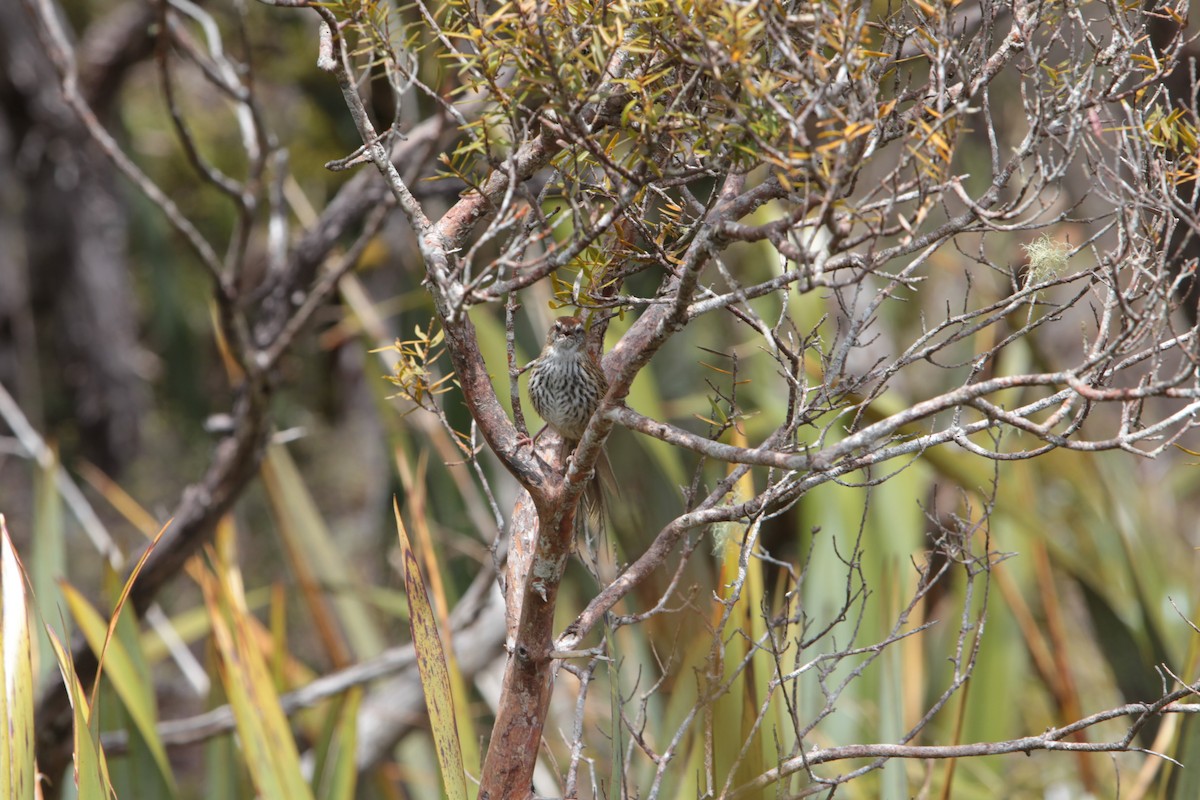 New Zealand Fernbird - ML645973646