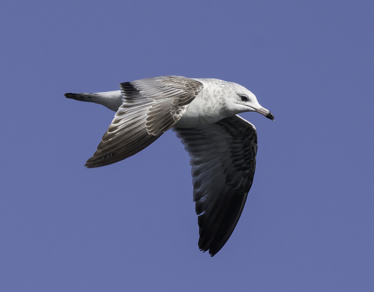 Ring-billed Gull - ML645973650