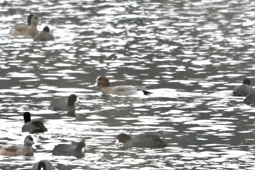 Eurasian Wigeon - ML645973651