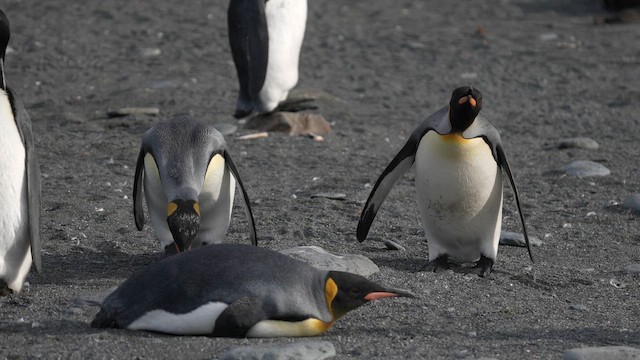 Королевский пингвин - ML645973652