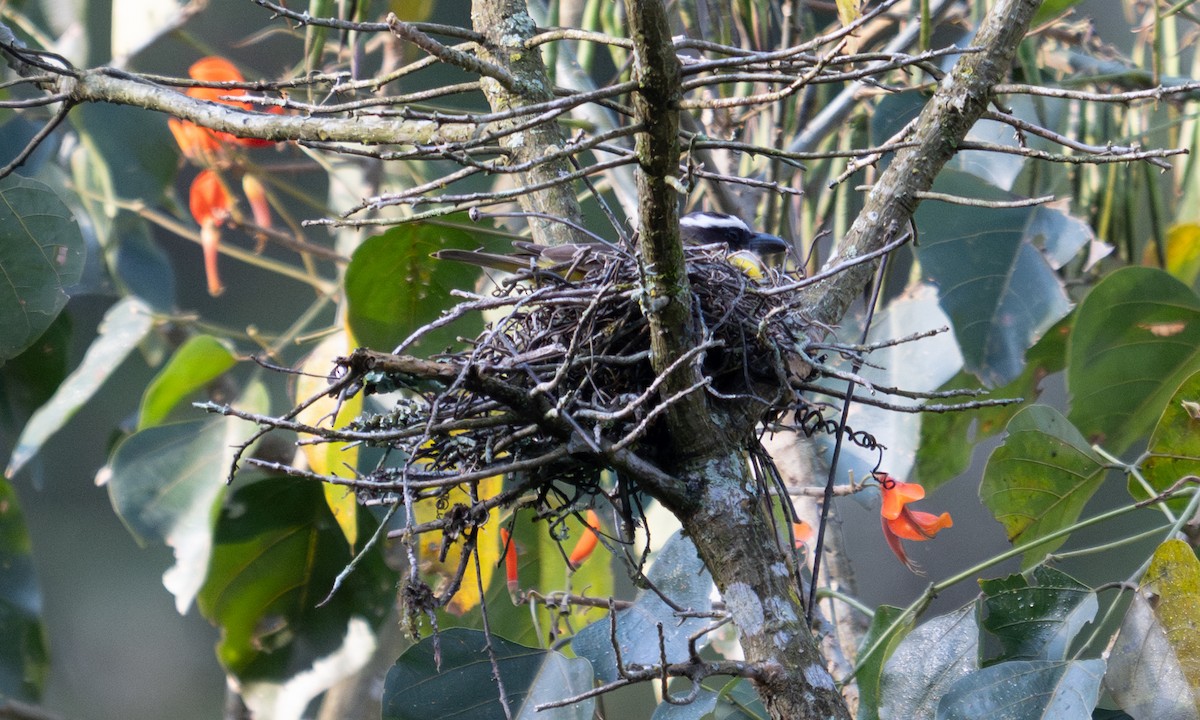 Boat-billed Flycatcher - ML645973653