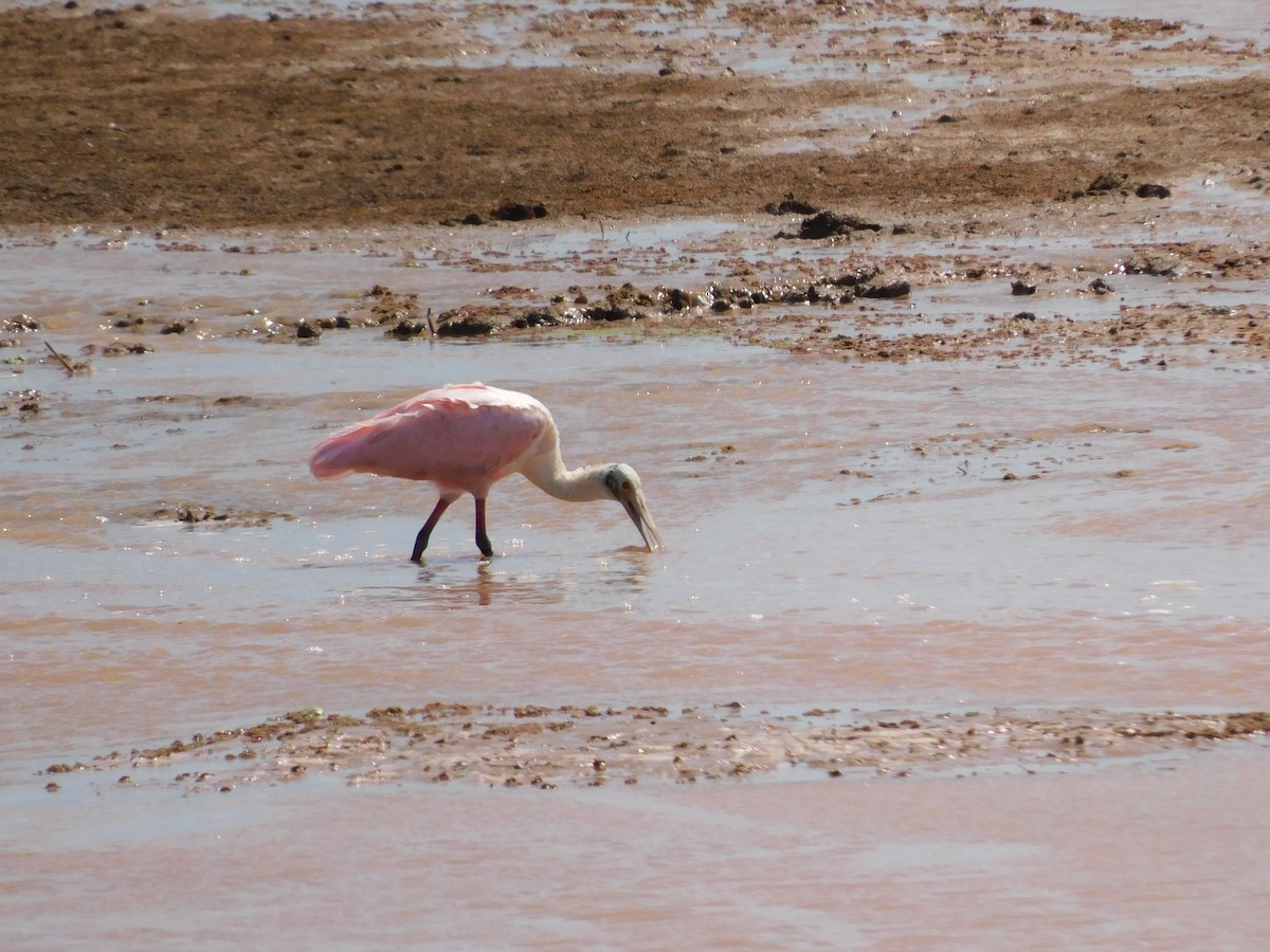 Rosalöffler - ML645973655