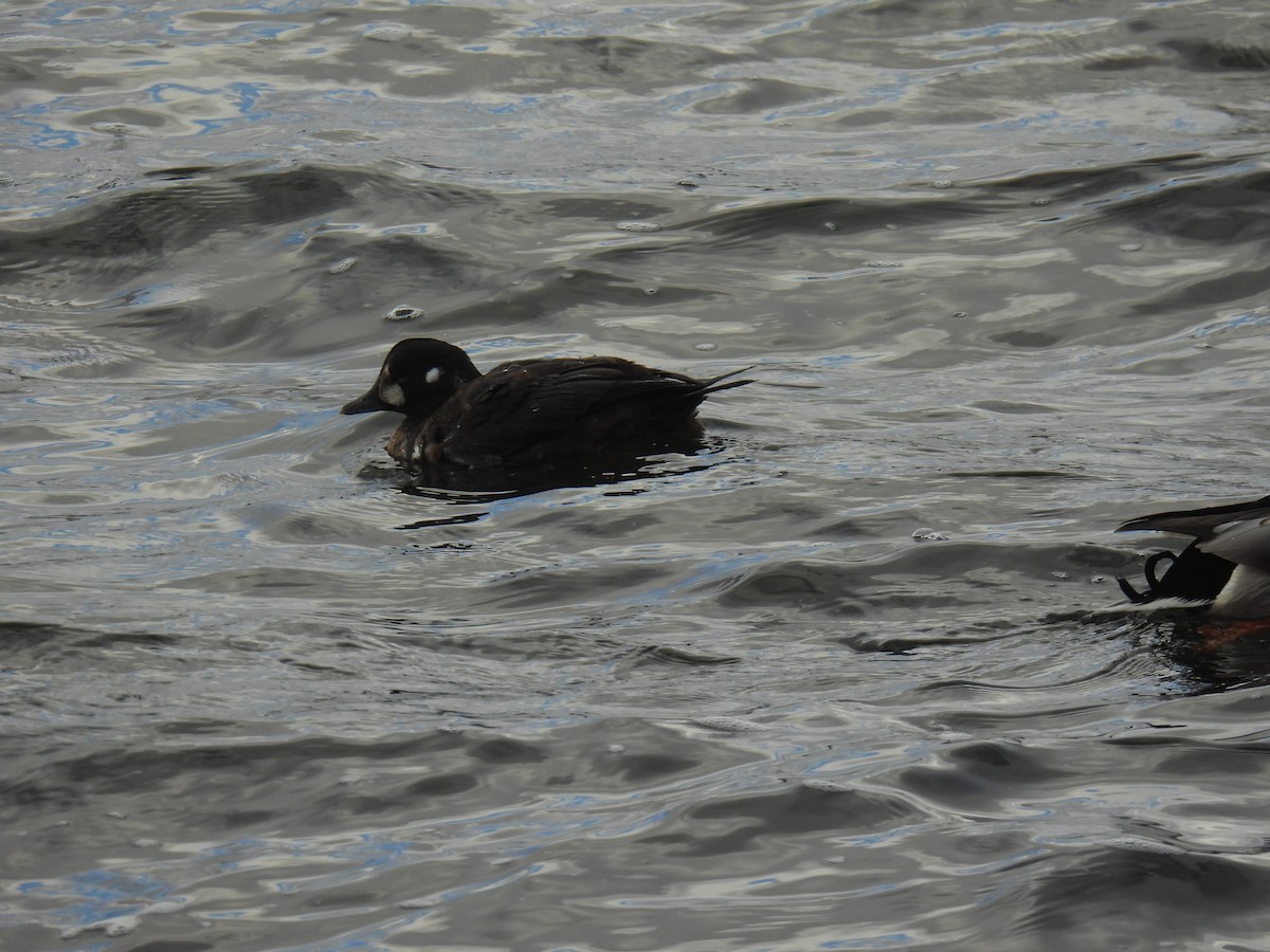 Harlequin Duck - ML645973662