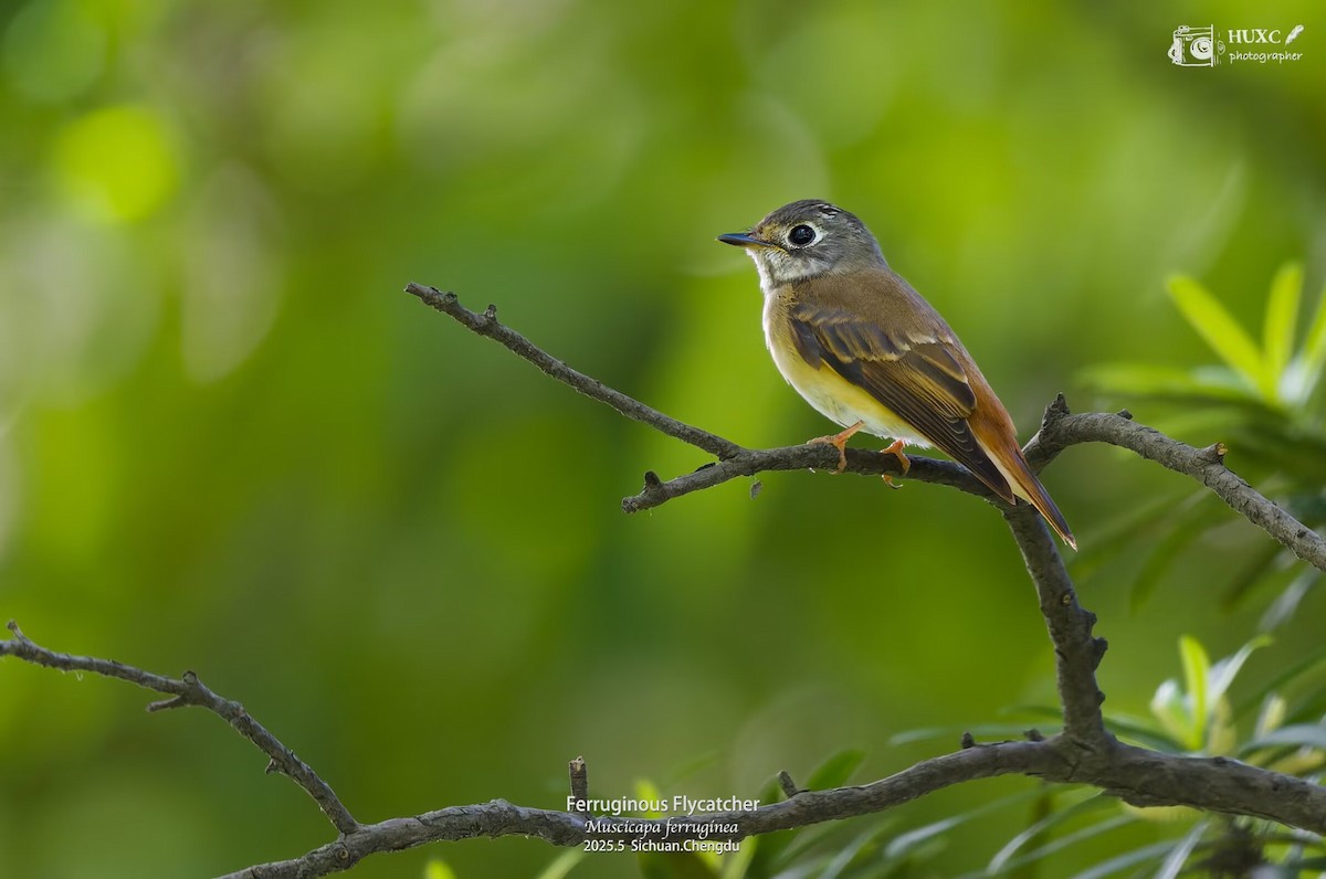 Ferruginous Flycatcher - ML645973664