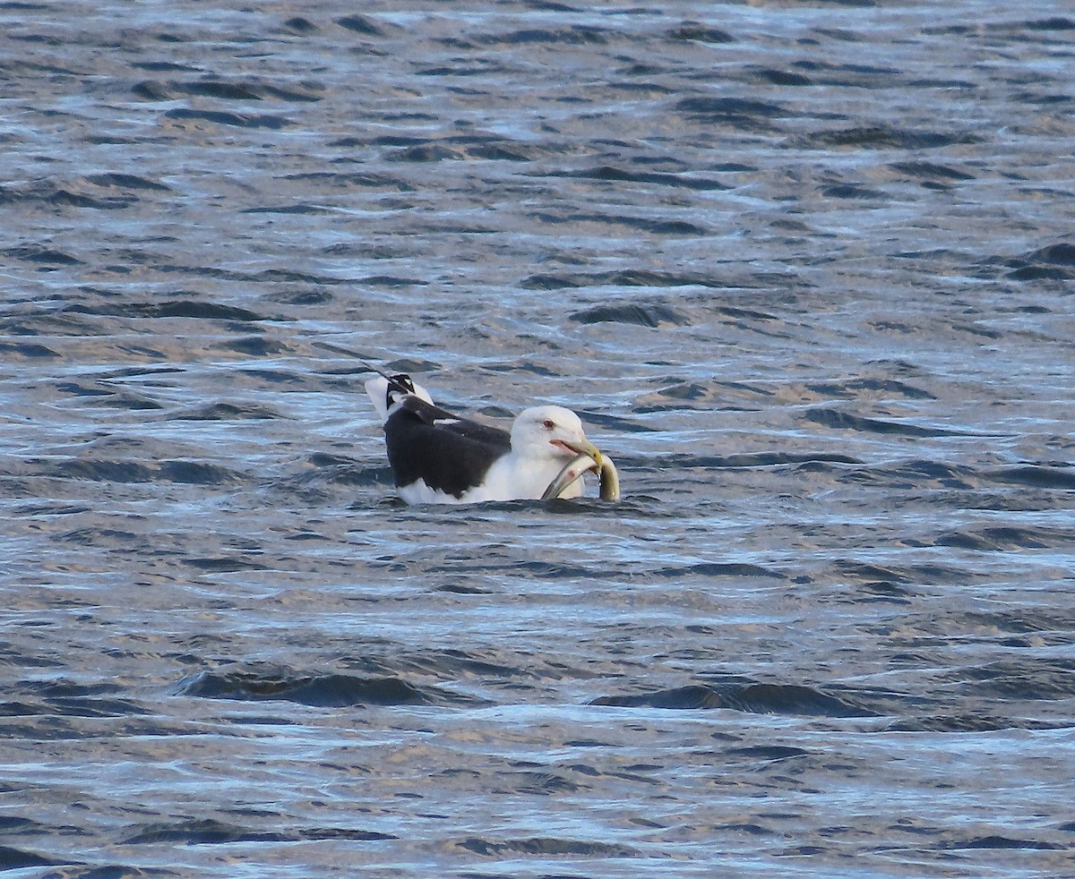 Great Black-backed Gull - ML645973665