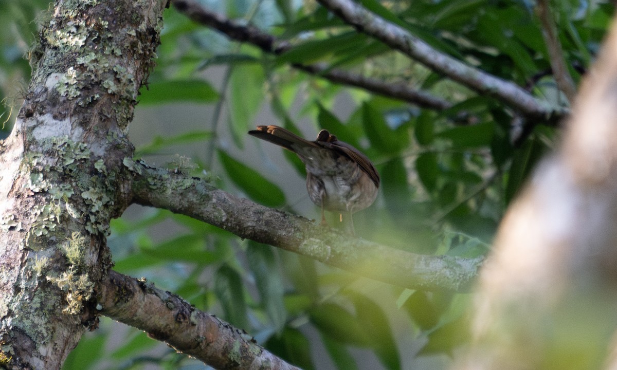 Zorzal Sabiá - ML645973666