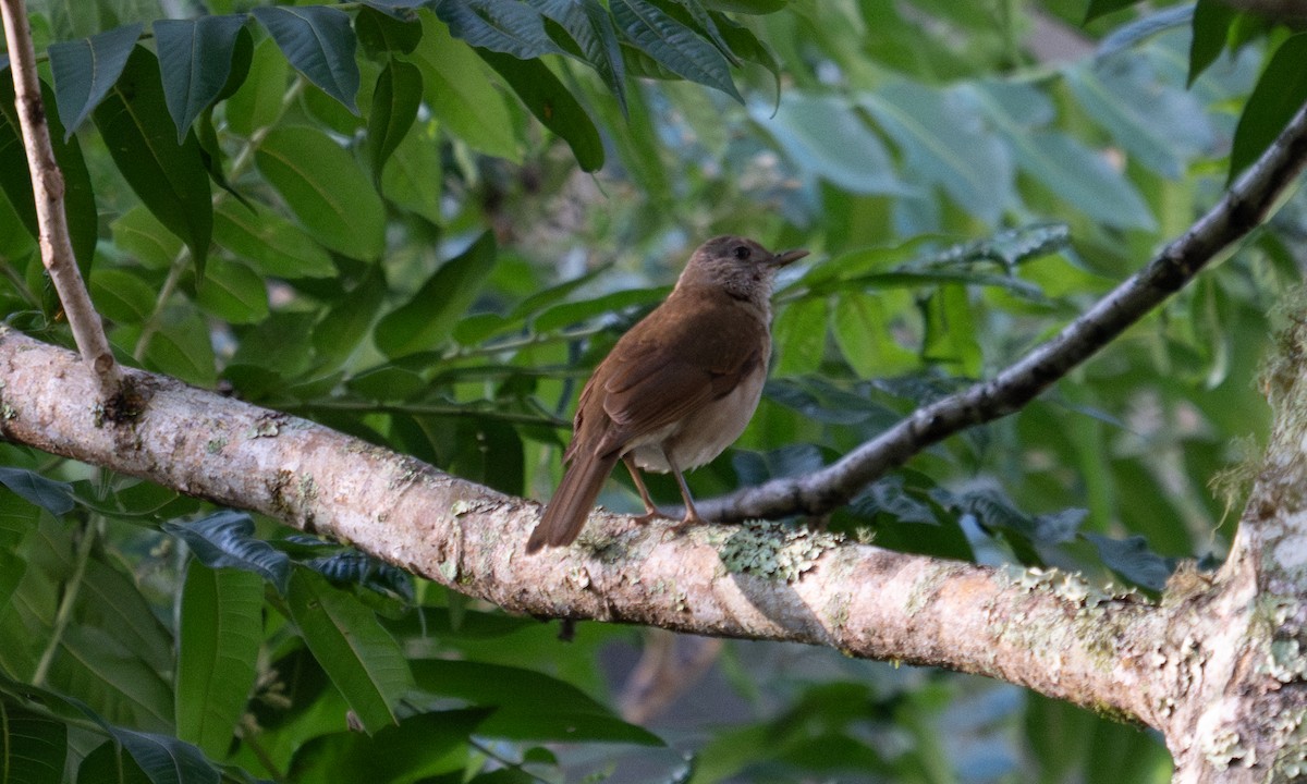 Zorzal Sabiá - ML645973667