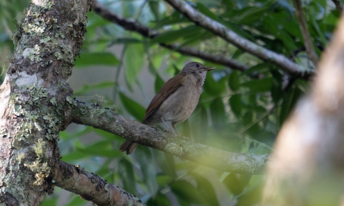 Zorzal Sabiá - ML645973668