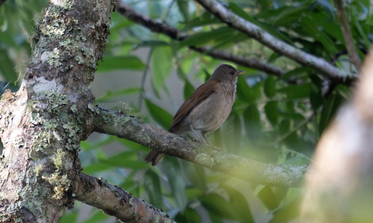 Zorzal Sabiá - ML645973669