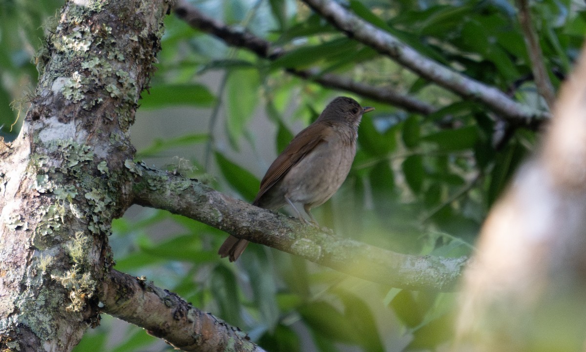 Zorzal Sabiá - ML645973670