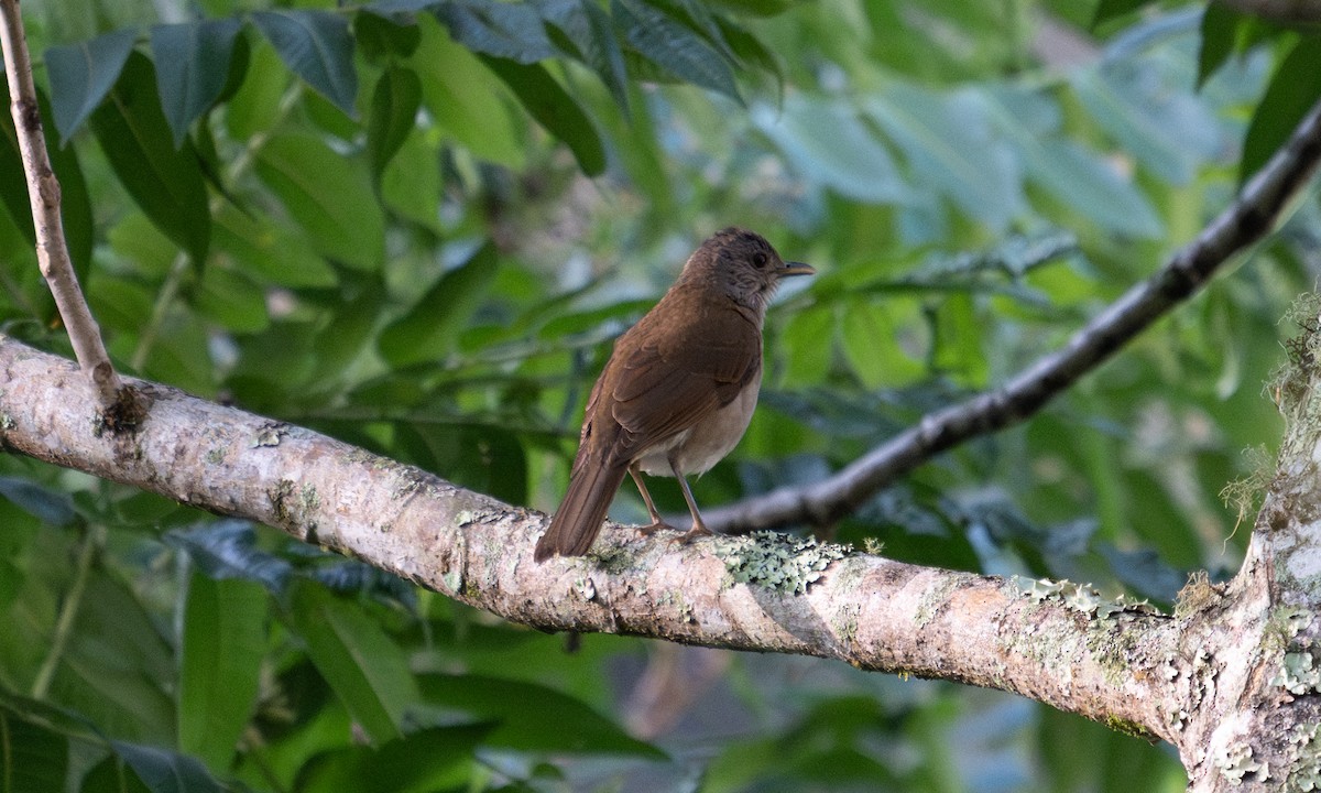 Zorzal Sabiá - ML645973673