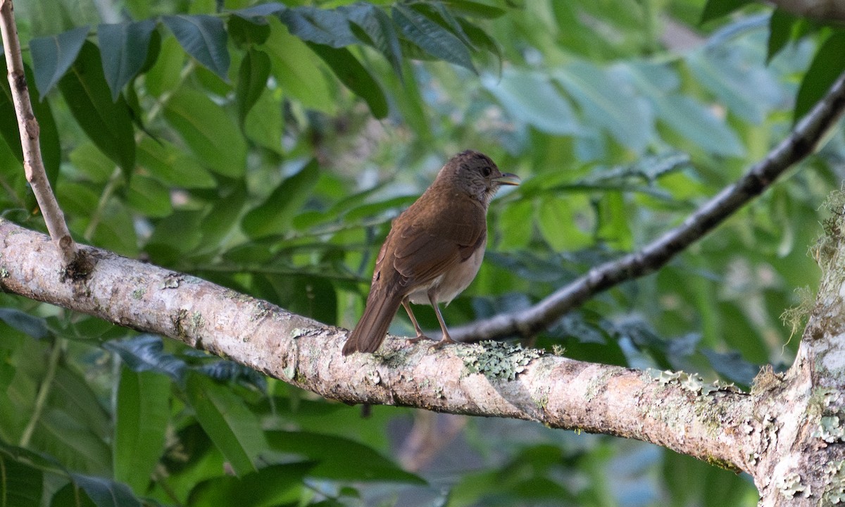 Zorzal Sabiá - ML645973674