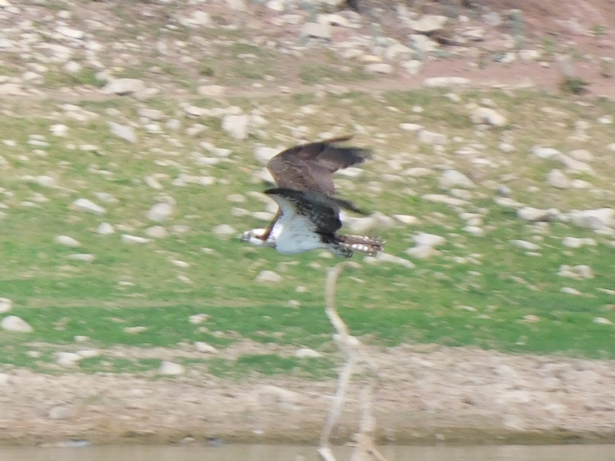 Osprey - ML645973676