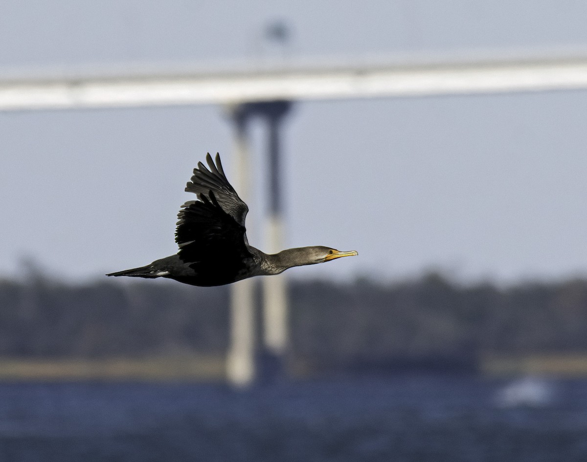 Double-crested Cormorant - ML645973682
