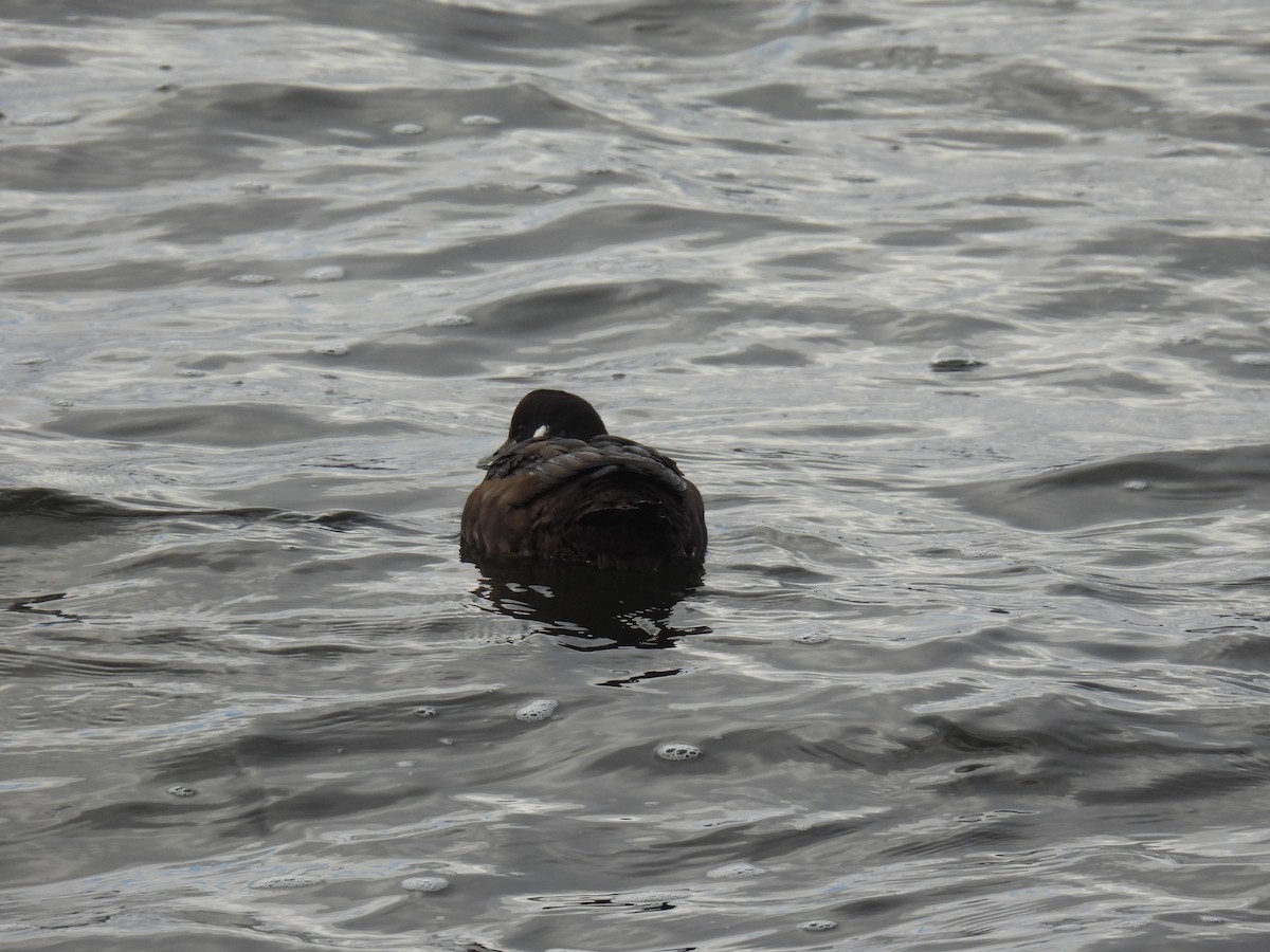 Harlequin Duck - ML645973688