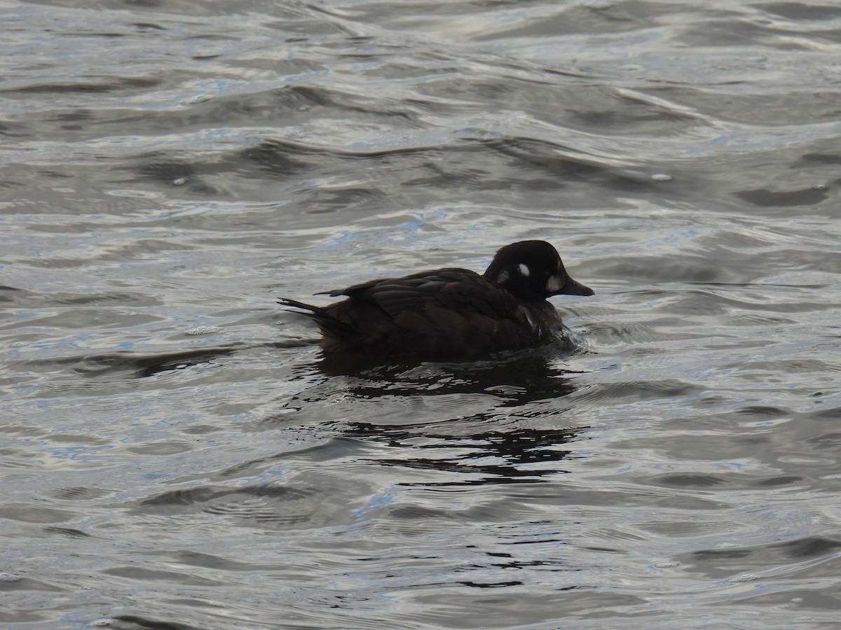 Harlequin Duck - ML645973689