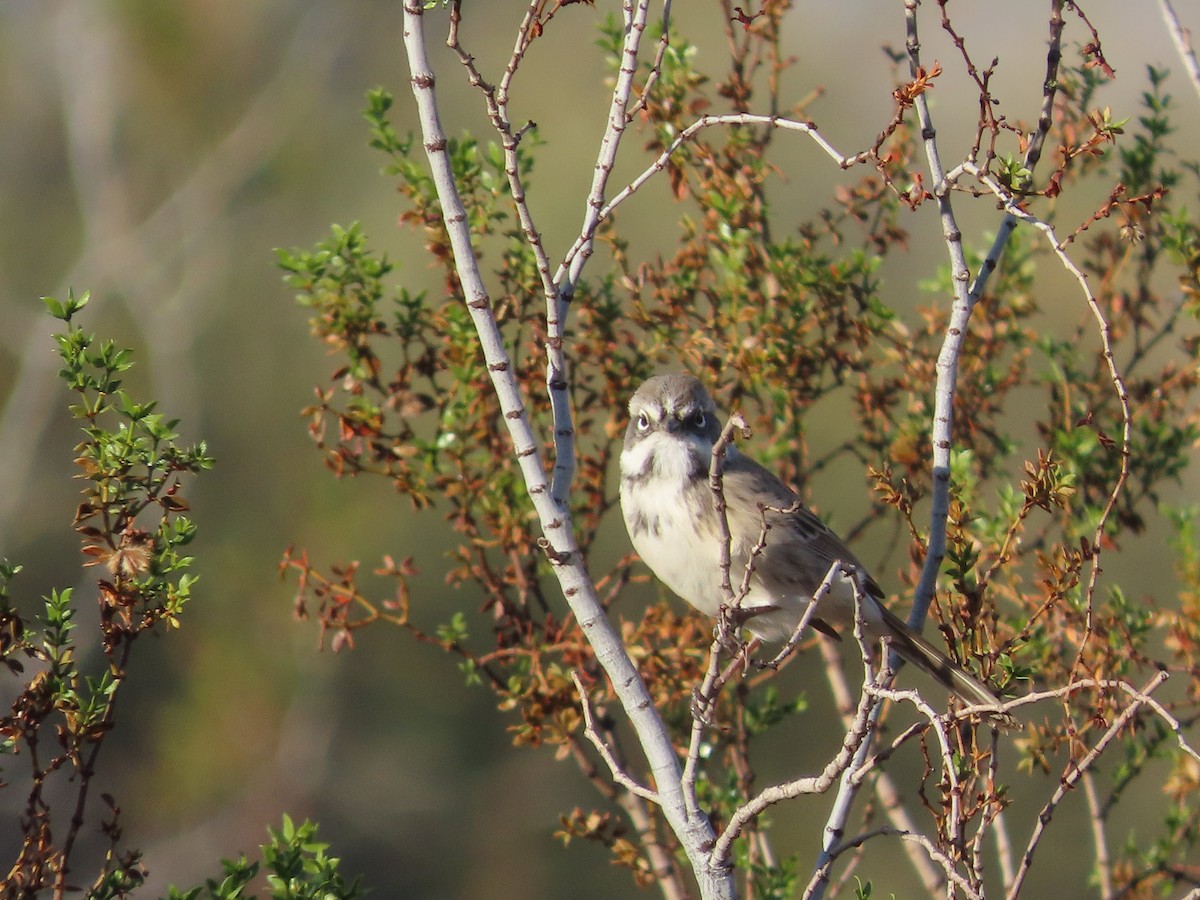 Chingolo de Nevada/de Bell - ML645973691