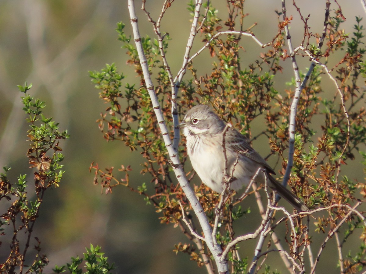 Chingolo de Nevada/de Bell - ML645973692