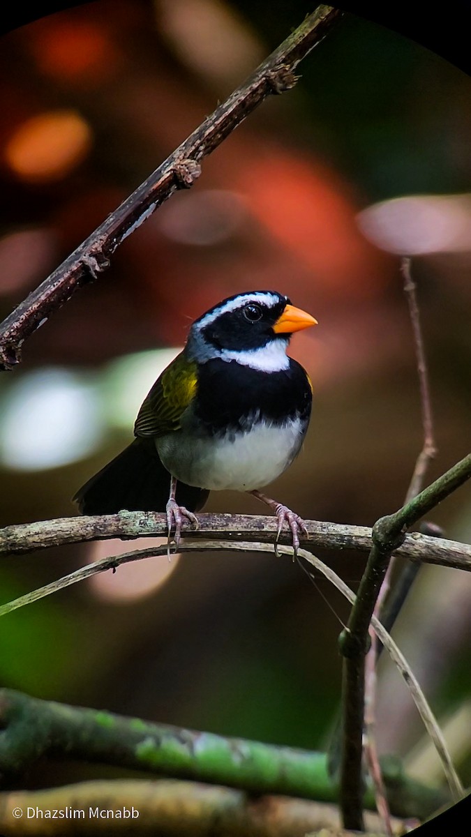 Orange-billed Sparrow - ML645973696